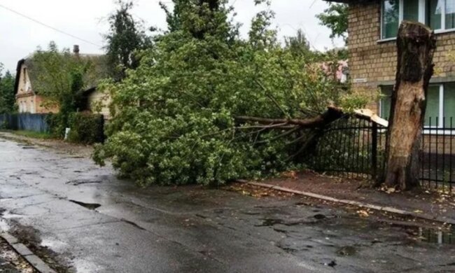 Ураган обрушився на Київ, кадри лиха: "повалено дерева і..."