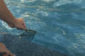 смартфон впав у воду