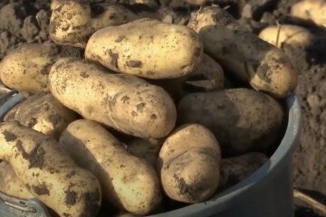 Подорожчання картоплі в Одесі