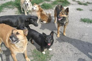 Під Дніпром дівчину атакував величезний пес, кадри наслідків: "Гематома на всю..."