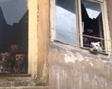 Собак замучали в центре Одессы, видео: "закрыли в квартире и..."
