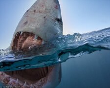 Синеглазые монстры: биолог сделал уникальные фото акул с близкого расстояния (фото)