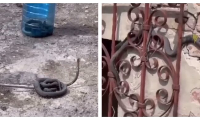 Харьковчане жалуются на нашествие змей, заползают в дома: жуткие кадры