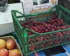 Цены на черешню в Днепре бьют рекорды: сколько придется заплатить за кг ягоды
