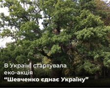 Эко-акция "Шевченко объединяет Украину": Госэкоинспекция призывает поддержать высадку дубов в национальных парках и заповедниках