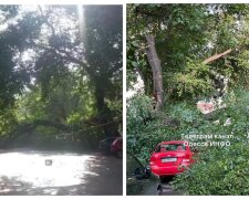 Обвалилося гігантське дерево і перекрило дорогу в центрі Одеси: відео з місця НП