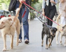 Кинологи назвали самые послушные породы собак: кто поймет человека из полуслова