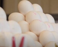 Пик цен на яйца еще впереди: сколько будет стоить десяток в ближайшем будущем