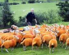 FROM JOHN JEFFAY AT CASCADE NEWS LTD 0161 660 8087 / 07771 957773 john@cascadenews.co.uk / www.cascadenews.co.uk Syndicated for Westmorland Gazette Lakeland farmer Pip Simpson who has resorted to painting his herd of Cheviot ewes orange, in his battle against sheep rustlers. A SHEEP farmer has Tango-ed his flock with bright orange dye, to stop them being stolen. Pip Simpson has sprayed 800 of his Cheviots, after losing 300 to rustlers in the last four years. The only solution we could find was to make them completely different to everybody elses so theyve been sprayed luminous orange, said Pip, 50, from Troutbeck, Cumbria. Its just a dye  theres no chemicals or anything and its not going to harm them at all. Its as if theyve been Tango-ed, theyre literally luminous orange. Over the last four years we will have had towards 300 sheep go missing or pinched so weve had this constant problem with never being able to stop it, he said.