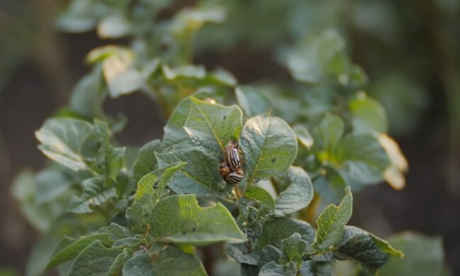 Суперсредство от колорадского жука: помидоры и картофель будут спасены