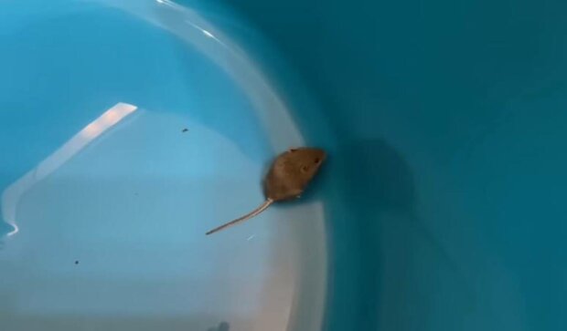 ����: politeka.net