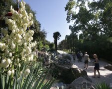 Никитский ботанический сад Ялта Крым