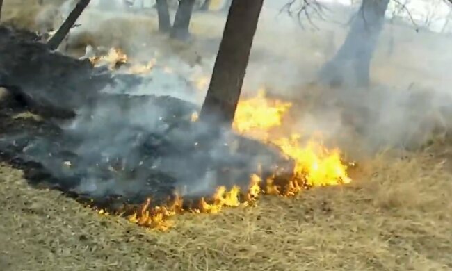 Вогонь охопив Київщину: рятувальники роблять все, що можуть