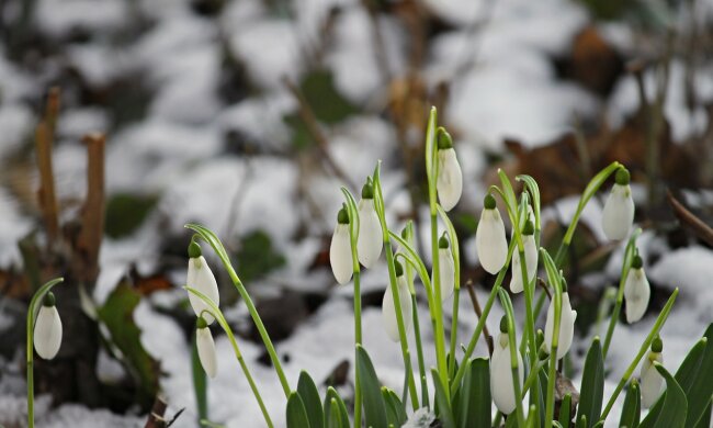 прогноз погоды на март весна подснежники