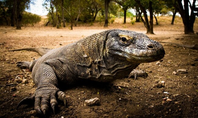 Допитливого туристів намагався з’їсти комодський дракон