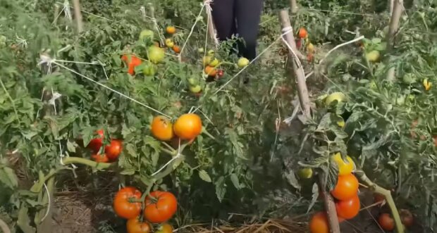 вирощування помідорів