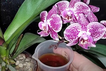 Орхидея