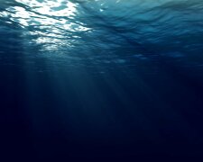 Уникальное существо обнаружили на дне океана, ученые ломают голову: впечатляющее видео
