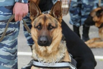 Прикордонний пес знайшов вибухонебезпечну контрабанду (відео)