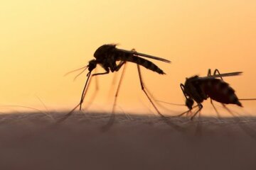 Появилось неожиданное средство для борьбы с комарами