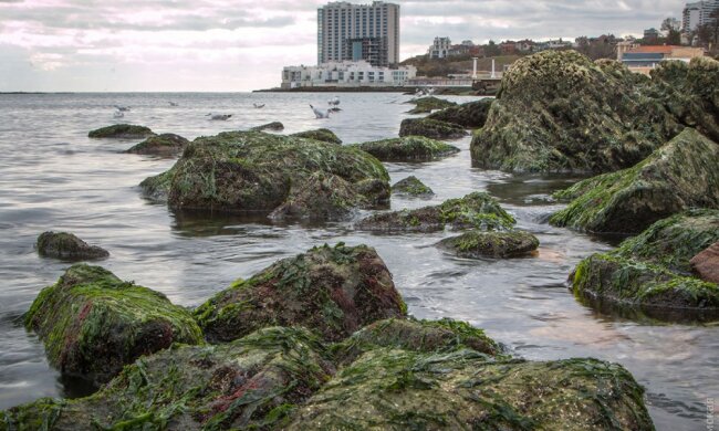 Море-Одесса4