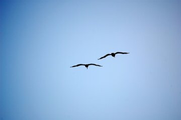 birds-1181869_960_720