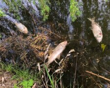 Стоит жуткая вонь: под Харьковом в пруду массово гибнет рыба, детали и кадры