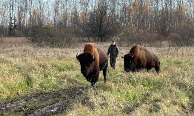 Велетні серед хат: на Житомирщині зубрів, що гуляли селом, перегнали пішки 27 кілометрів заради порятунку
