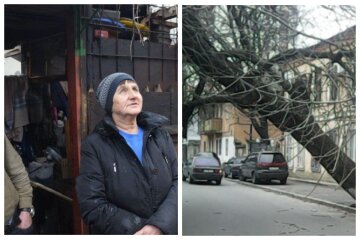В Одессе дерево рухнуло на крышу дома и напугало жителей: кадры происходящего