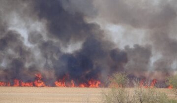 Масштабна пожежа охопила природний парк під Одесою: кадри події