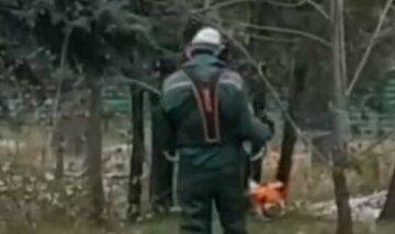 Работники лесхоза уничтожили деревьев более чем на миллион: детали инцидента  на Харьковщине