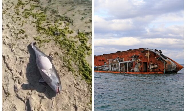 Последствия крушения танкера "Делфи": на берег начали выбрасываться дельфины, видео