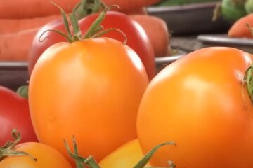 помидоры