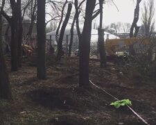 Массовая вырубка деревьев в центре Одессы попала на видео: "всё ради парковки"