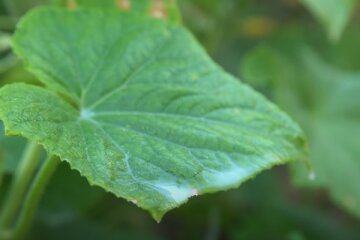 що робити, якщо жовтіє листя на огірках