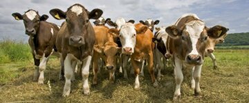 «За Окой пасутся КО»: в России пройдет парад коров