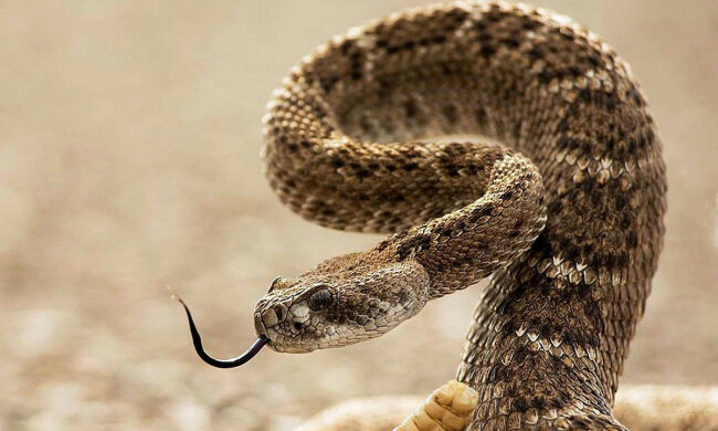 гремучая змея