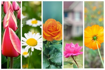 Тест на визначення особистості: дізнайтесь, обравши картинку з квіткою