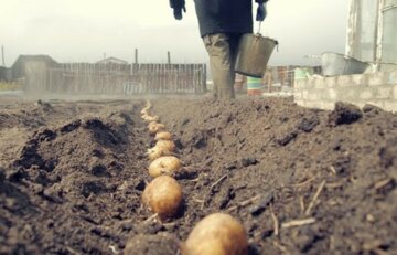 "Голодовка обеспечена": полицейские начали охоту на украинцев, которые сажают картошку