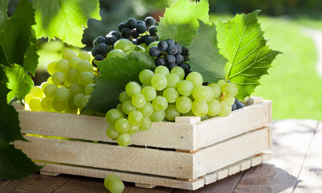Vine and bunch of white grapes