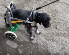 Під Дніпром ветеринари врятували собаку, яку господарі принесли на усипляння: зворушливі кадри