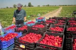 заробитчане