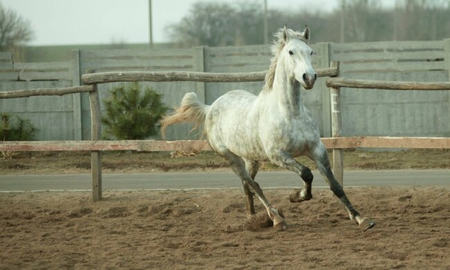 Лошадь конь коневодство