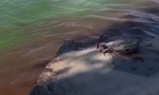 Дніпряни зняли на відео злив відходів у річку: "Коричнева пляма, а люди ще й купаються"