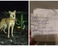 У Києві жінка прив'язала собаку в парку і залишила записку: " Я їду в Польщу"