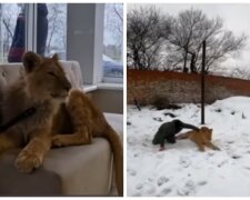 160-килограммовый лев Рома запугал жителей украинского села: зверь неоднократно сбегал от хозяина