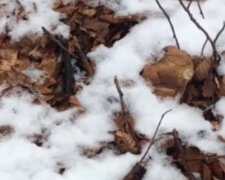 "Закрив сезон": українці посеред снігу в лісі знаходять білі гриби, фото