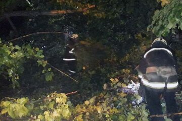 Огромный тополь рухнул в детсаду Днепра, фото: спасатели бросились на помощь