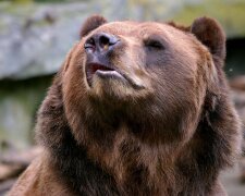 Медведь напал на мужчину посреди румынского города