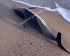 Бездыханное тело дельфина нашли на одесском пляже, видео: есть две версии гибели